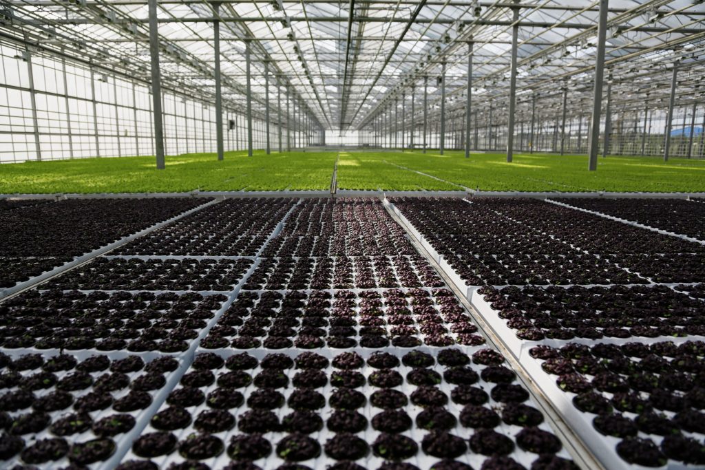 https://greensteel.com.ua/wp-content/uploads/2021/04/young-plants-growing-very-large-plant-commercial-greenhouse-1-1024x683.jpg